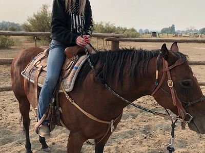 Grade QH Bay Mare