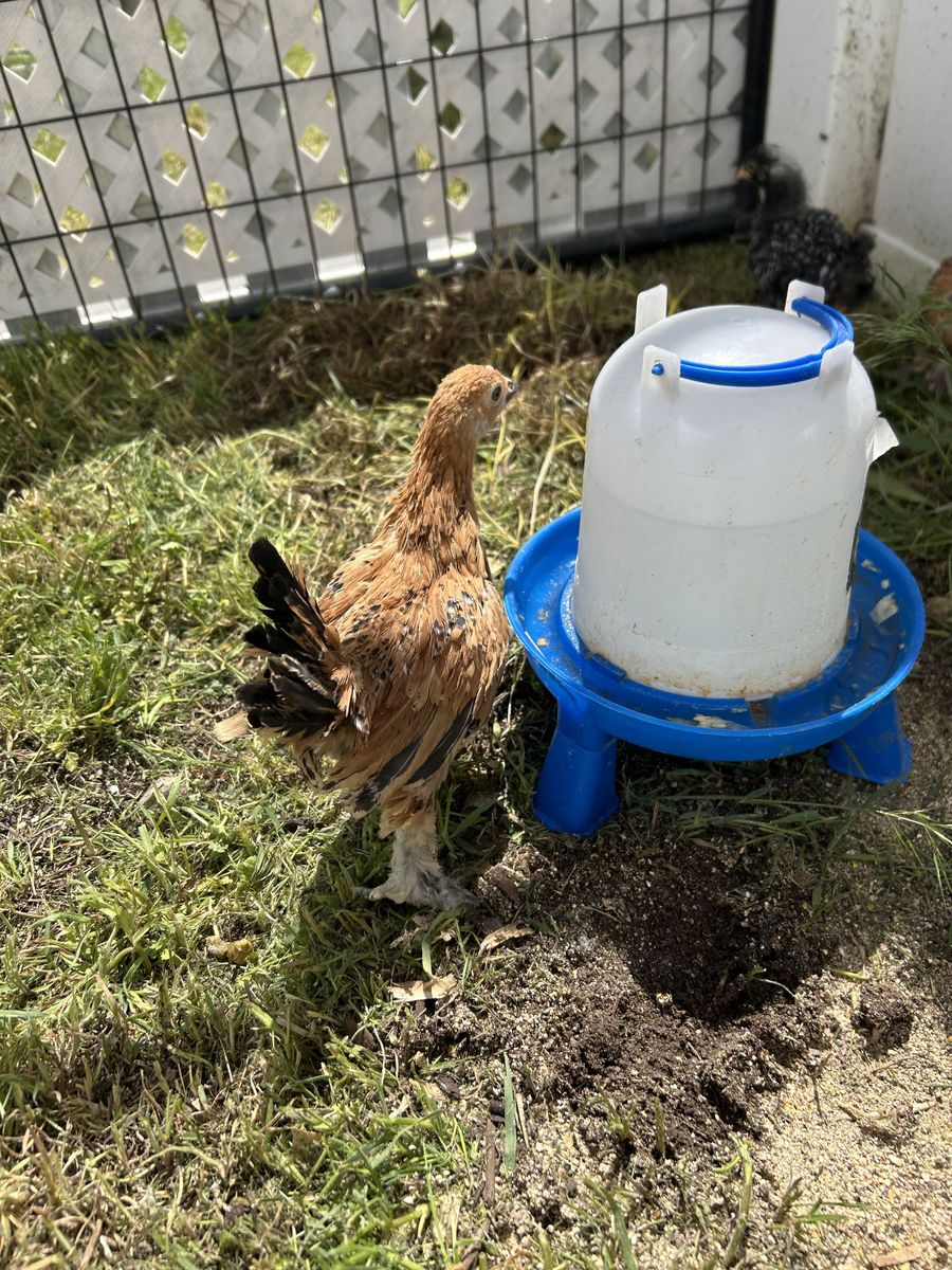 Mille Fleur D'Uccle Pullets and Cockerel