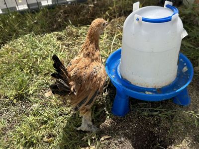 Mille Fleur D'Uccle Pullets and Cockerel
