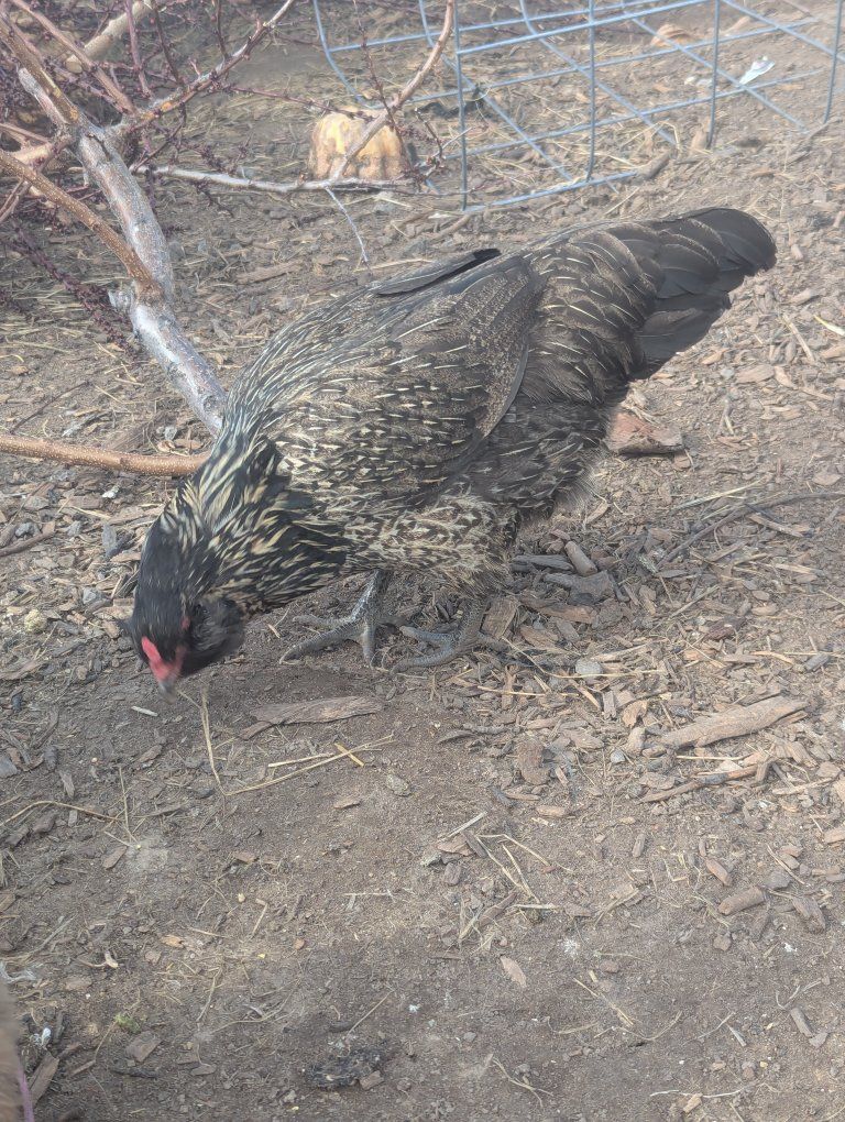 Assorted Laying hens $ EACH