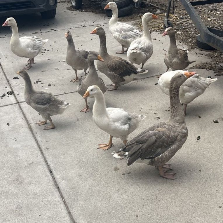 Pilgrim Geese