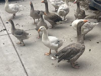 Pilgrim Geese