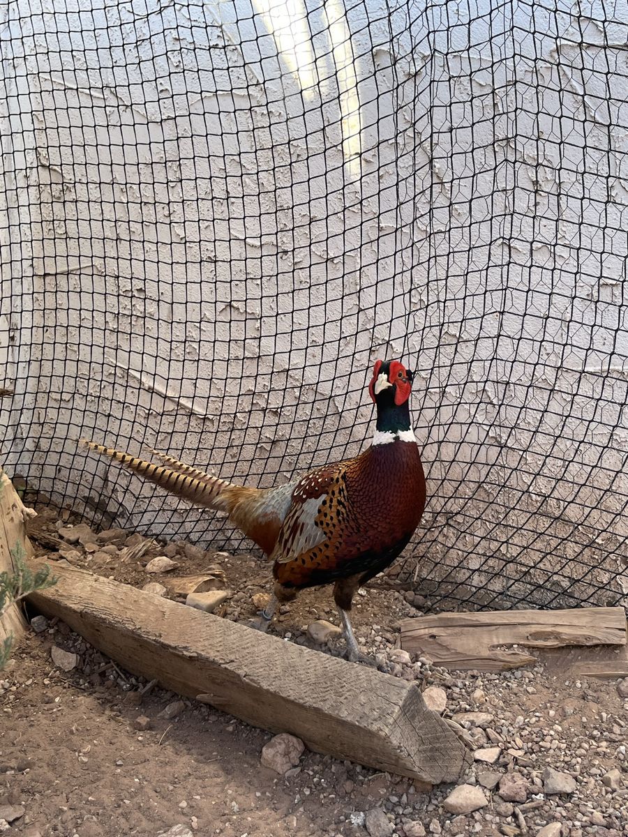 Pheasant’s For sale