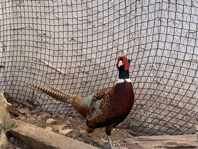 Pheasant’s For sale