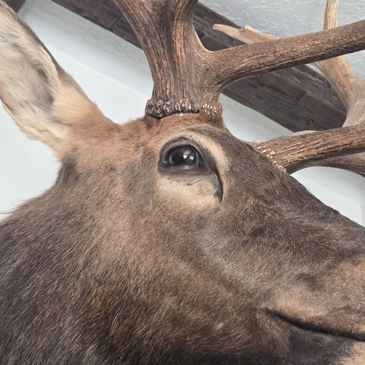 elk head mount