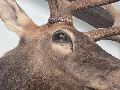 elk head mount