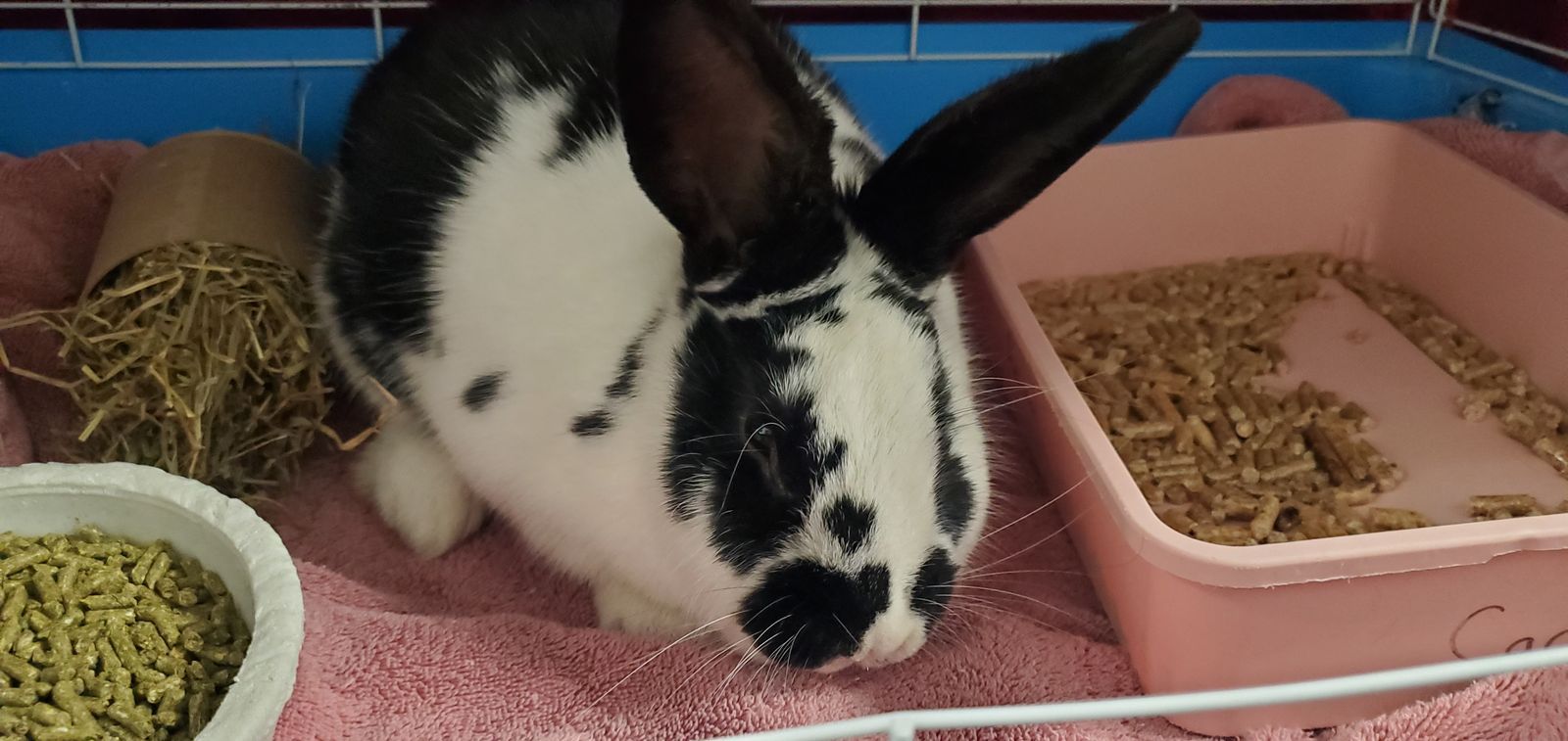 A160401 Ebenezer is Available for Adoption!