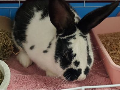 A160401 Ebenezer is Available for Adoption!