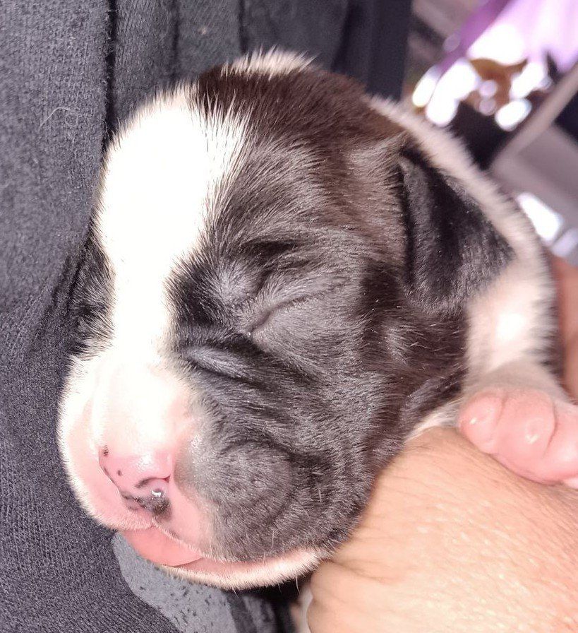 Boxer Puppies - Sealed & Fawn Males and Females