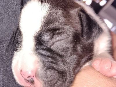 Boxer Puppies - Sealed & Fawn Males and Females
