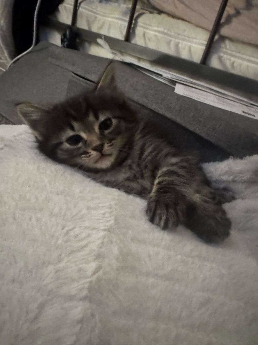 Kittens