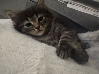 Kittens