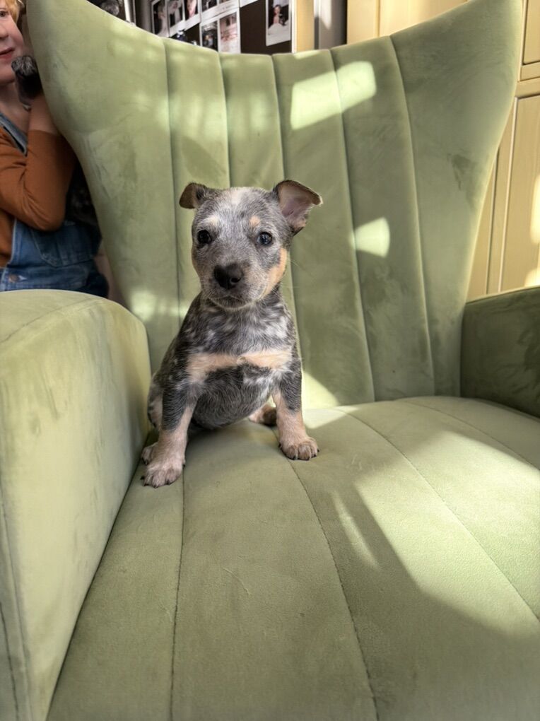 Rescue Blue Heeler Puppies