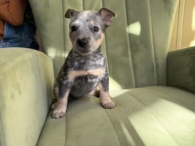 Rescue Blue Heeler Puppies