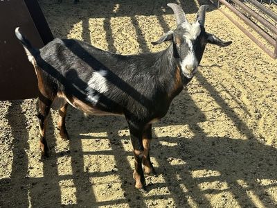 Goat for Sale