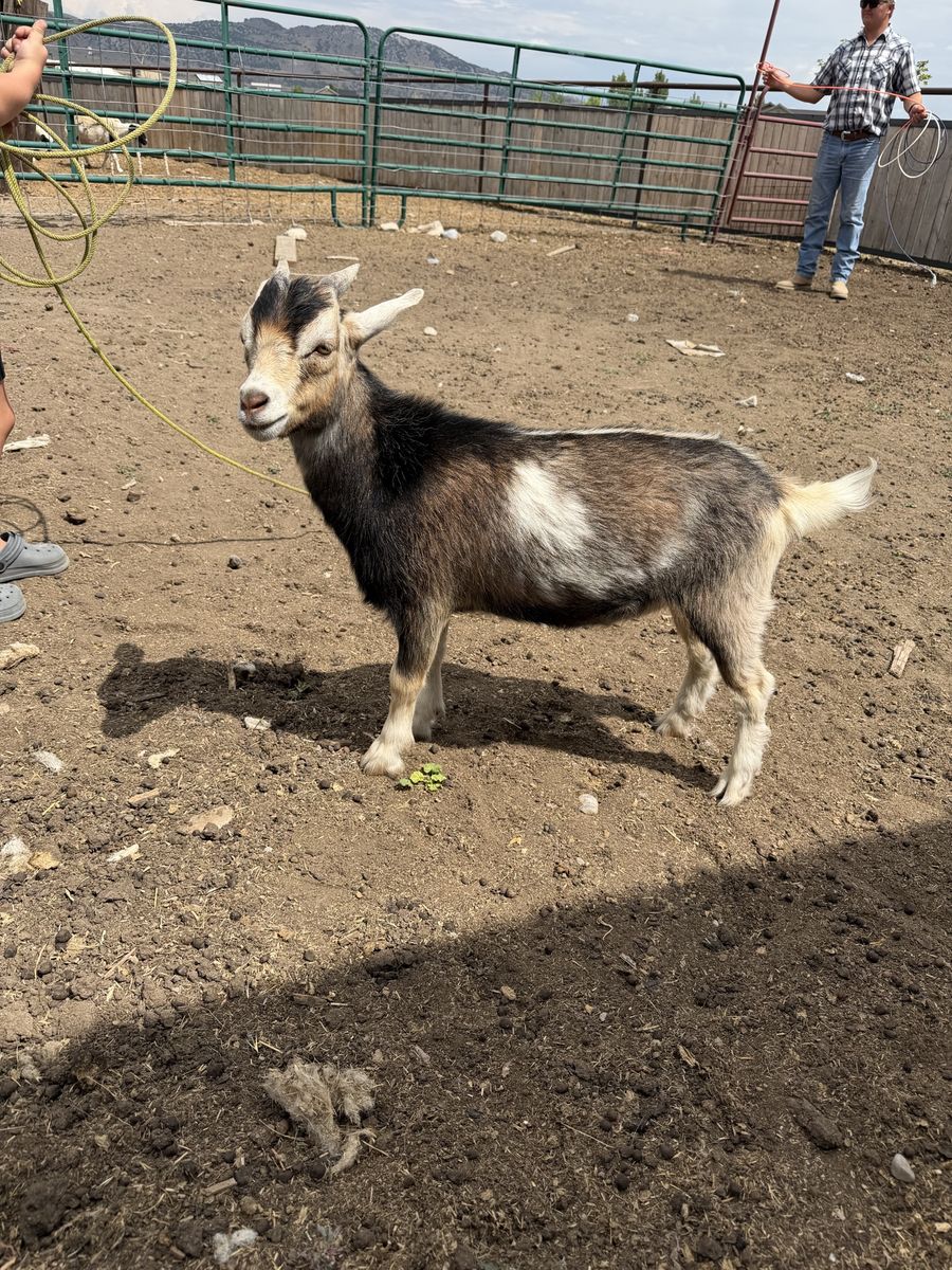 Three wether goats