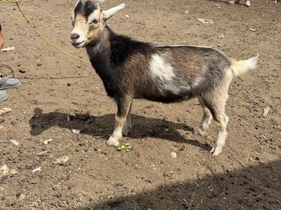 Three wether goats