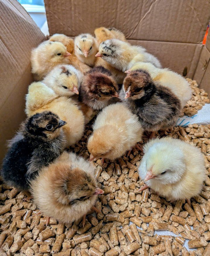 Barnyard mix chicks