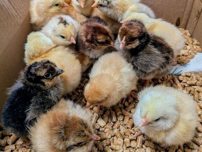 Barnyard mix chicks