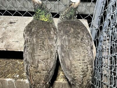 Indian Blue Peachick