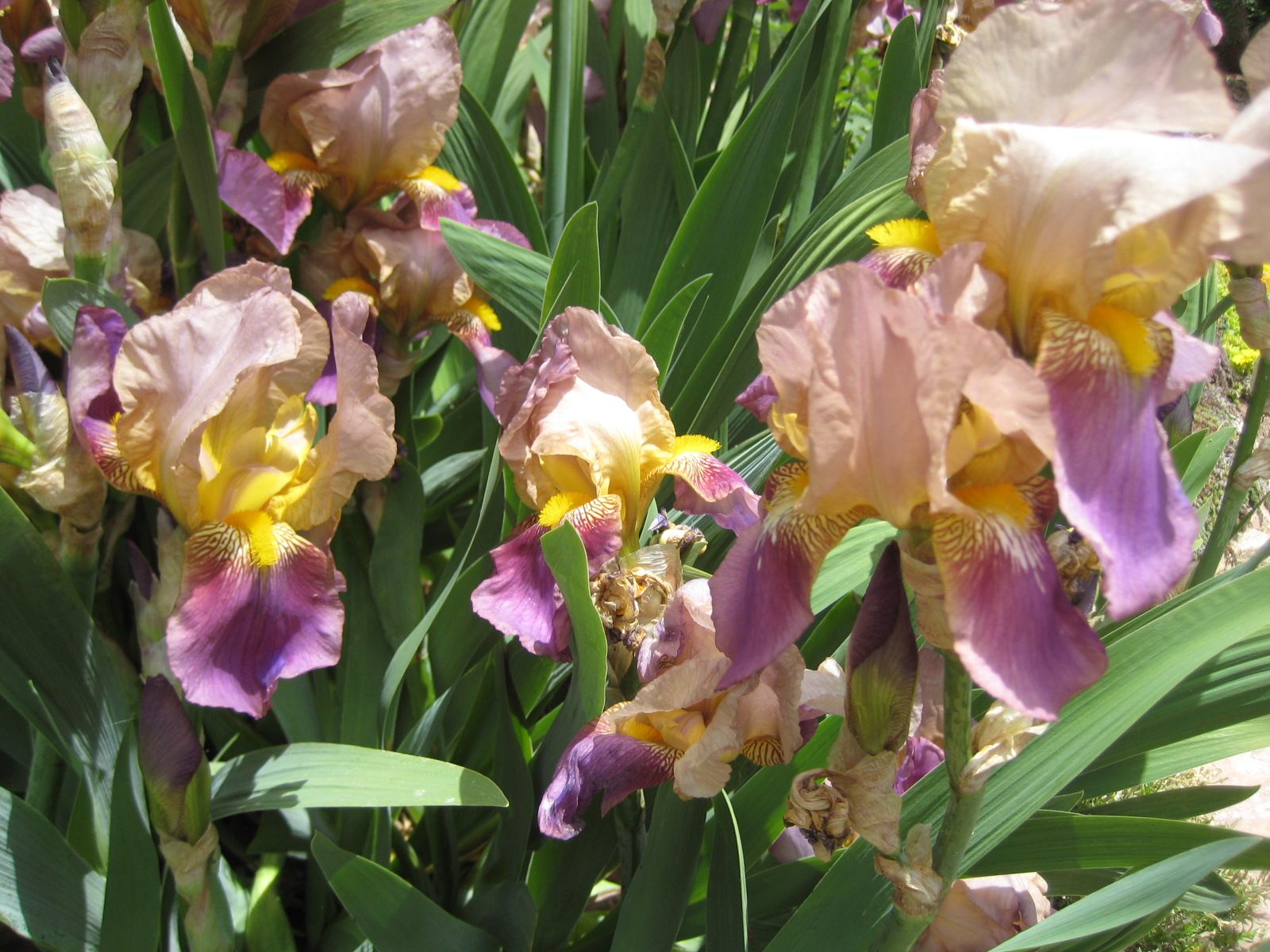 15 COLORS of Bearded IRIS Rhizomes SEE PHOTOS