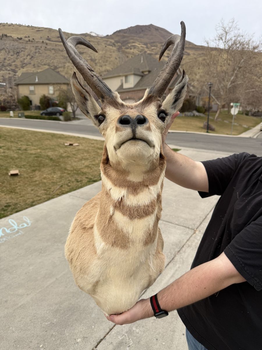 Pronghorn Antelope Mount
