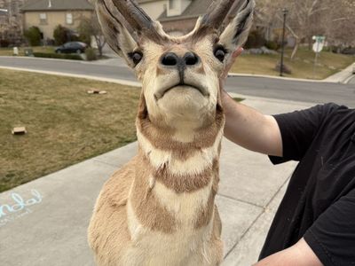 Pronghorn Antelope Mount