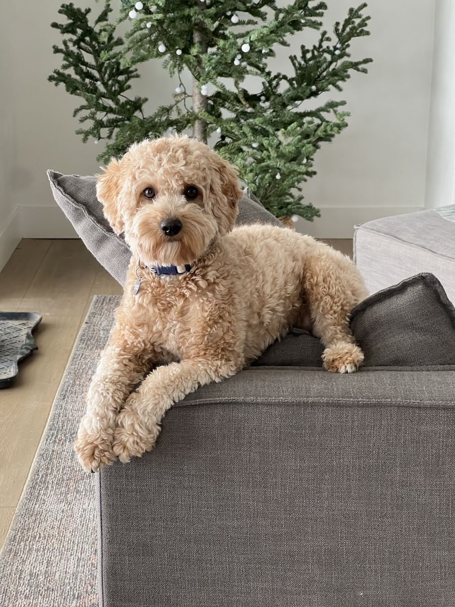 20 Lb. Goldendoodle Stud And Available Puppies