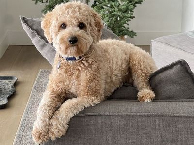 20 Lb. Goldendoodle Stud And Available Puppies