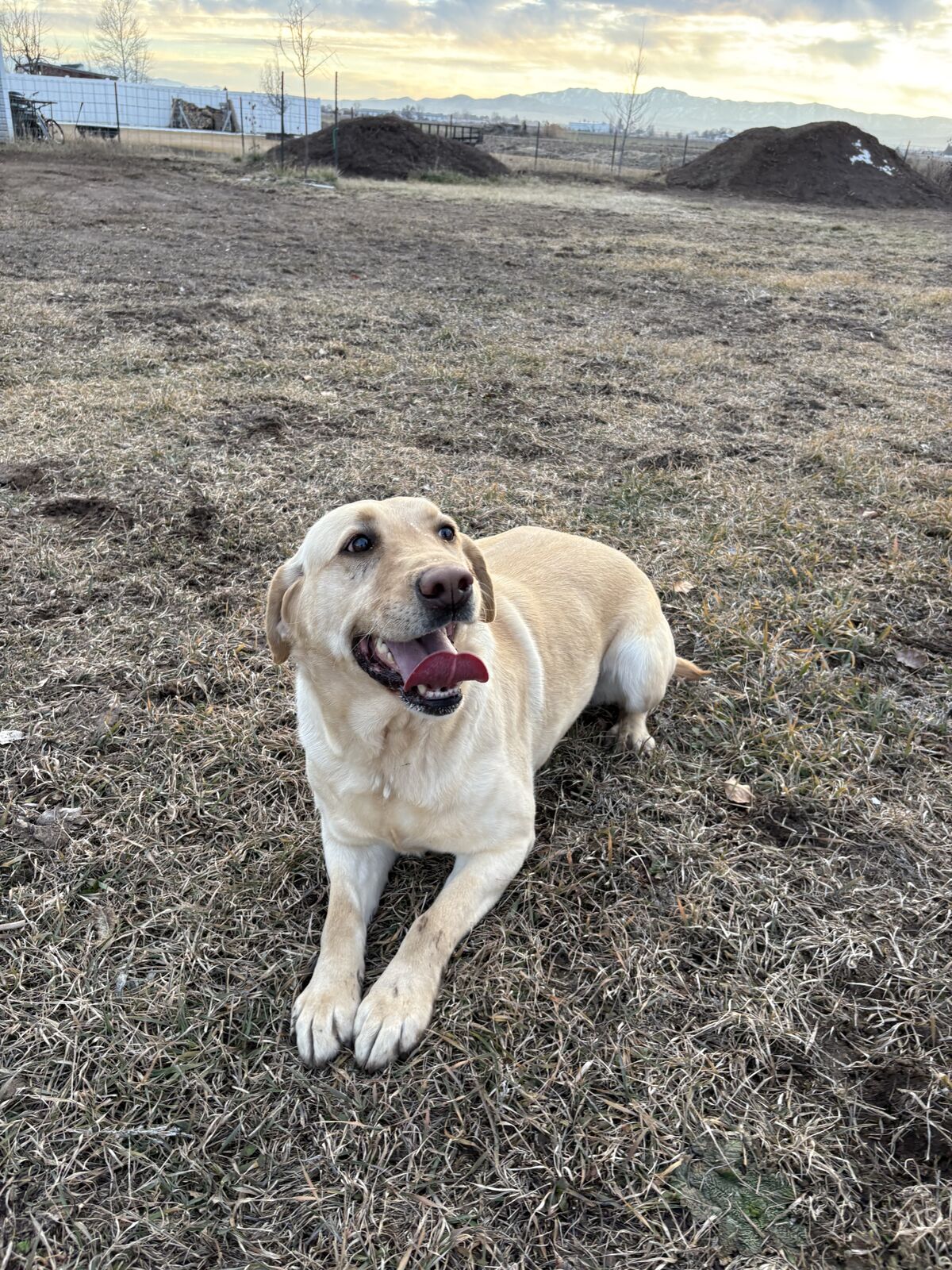 Yellow Lab for Sale