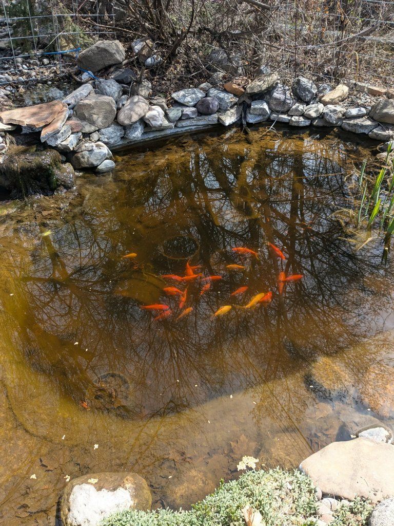 Live Goldfish for FREE