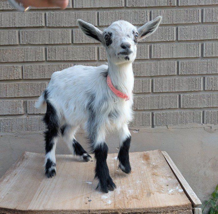 Bottle Baby girl goat