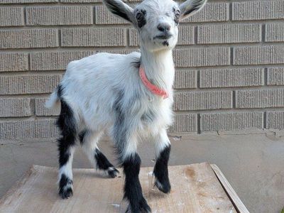 Bottle Baby girl goat
