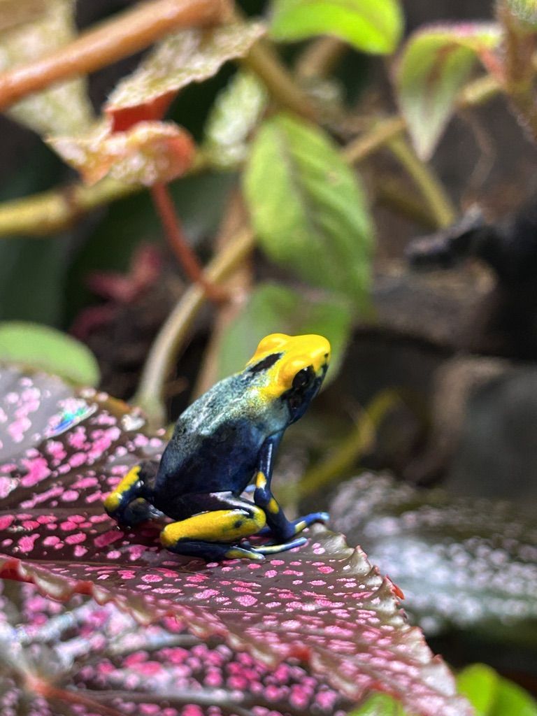 Peacock poison dart frog and InSitu Terrarium