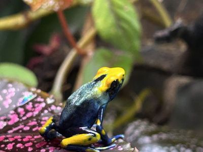 Peacock poison dart frog and InSitu Terrarium