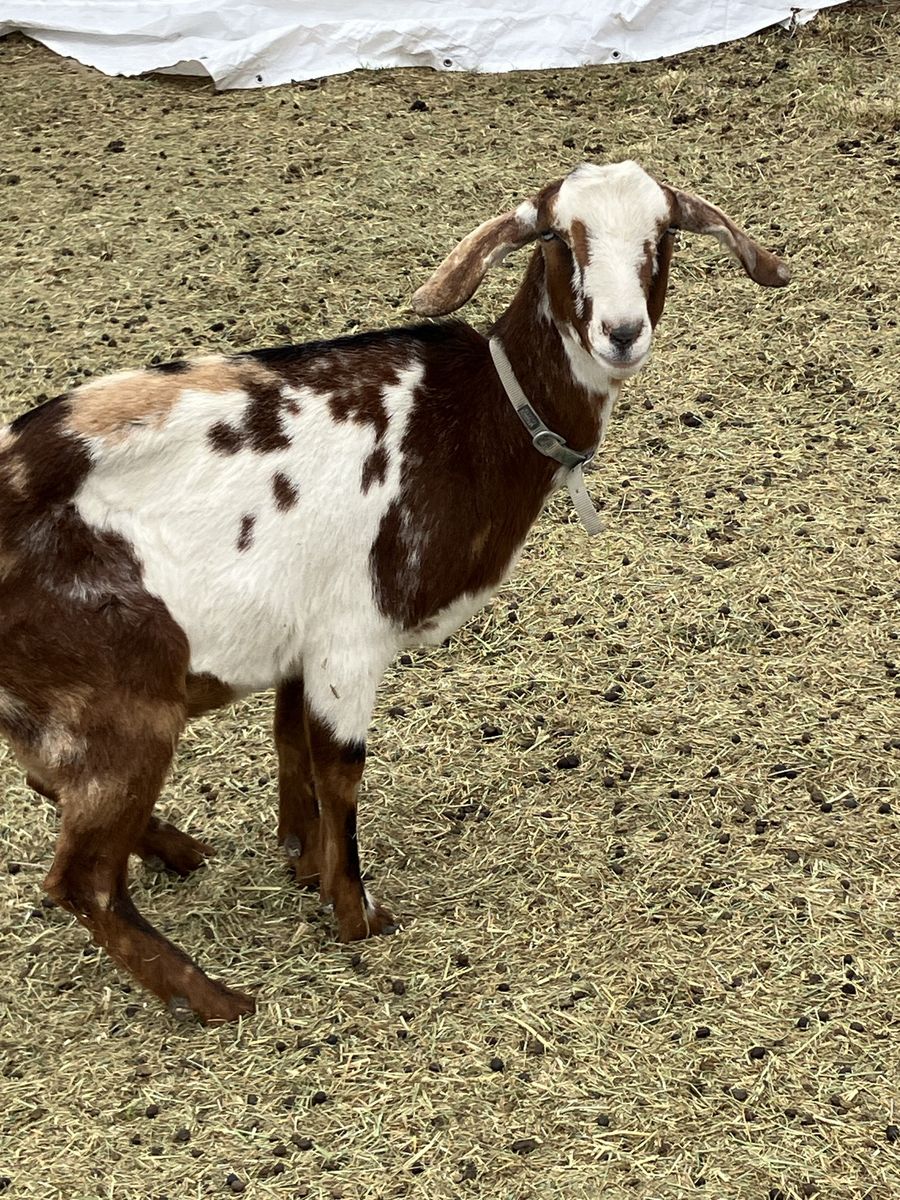 Registered nubian doe