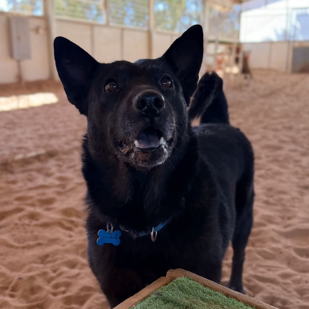 Hello my name is Scotch