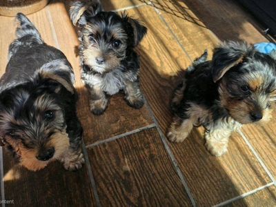 3 Adorable Yorkie Puppies 1 Male- 2 Female Ready to Go and Looking for Their Forever Homes! Please read all description!