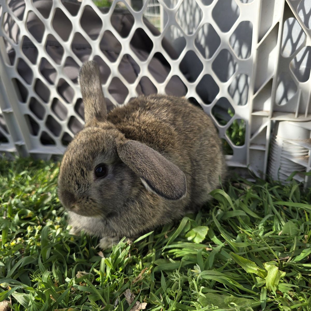 Holland Lop Mix (buck)