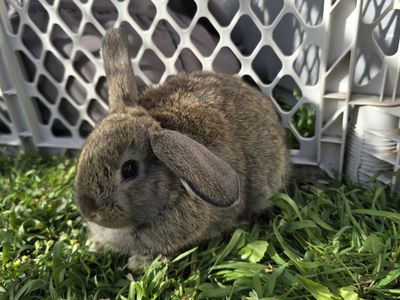 Holland Lop Mix (buck)