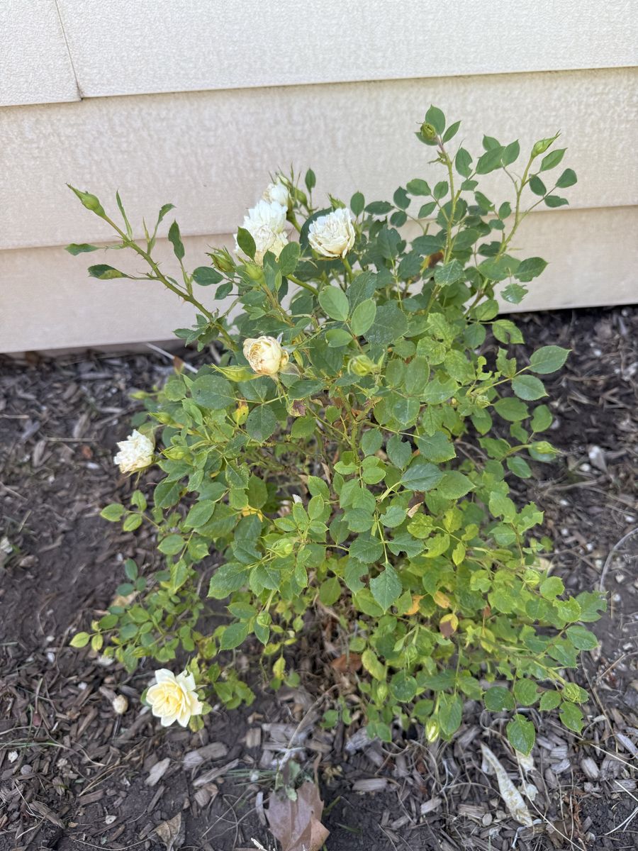 White Rose Bush/Shrub