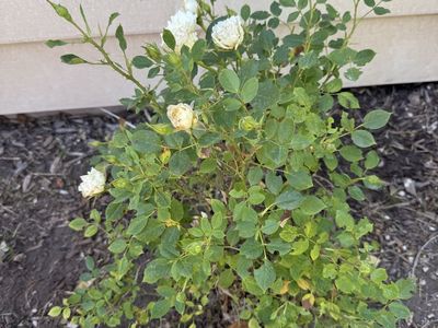 White Rose Bush/Shrub