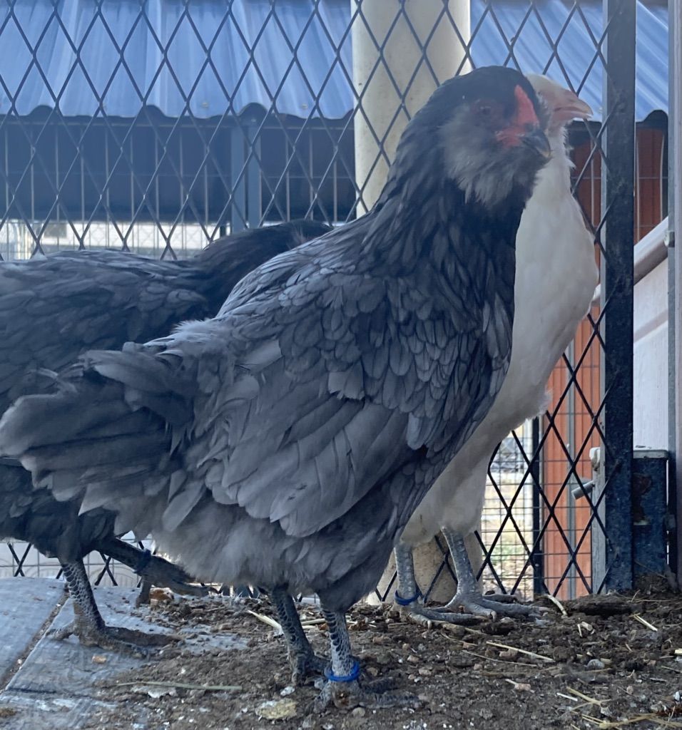 Female 5 Month Pullets - Ameraucauna