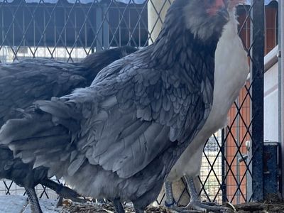 Female 5 Month Pullets - Ameraucauna