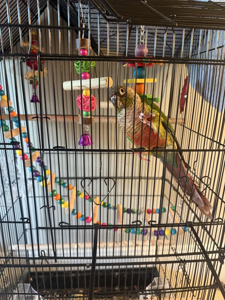 Green Cheeked Conure