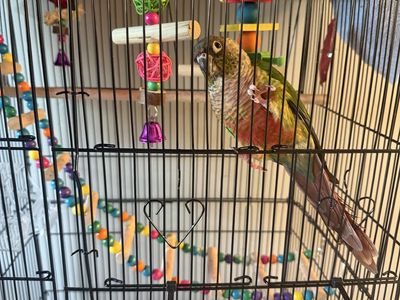 Green Cheeked Conure