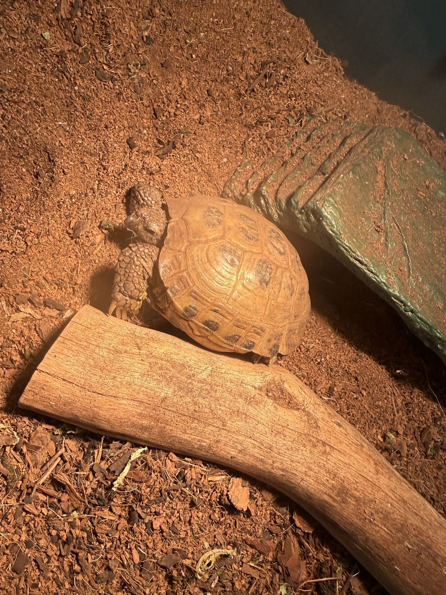 Russian Tortoise