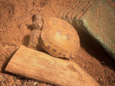 Russian Tortoise