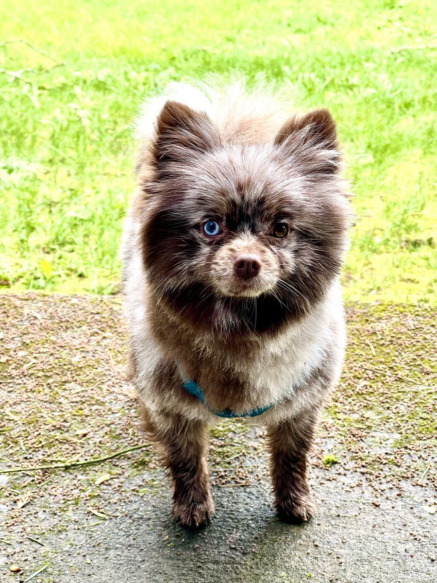 Tri-Colored Chocolate Pomeranian/ STUD