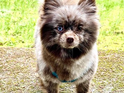 Tri-Colored Chocolate Pomeranian/ STUD